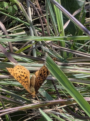Meadow Fritillary