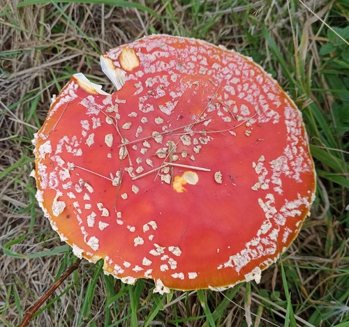 Fly Agaric
