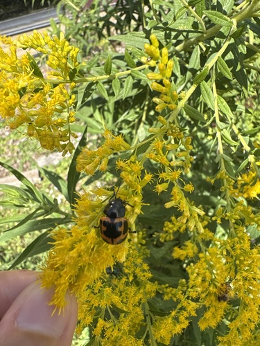 Swamp Milkweed Leaf Beetle