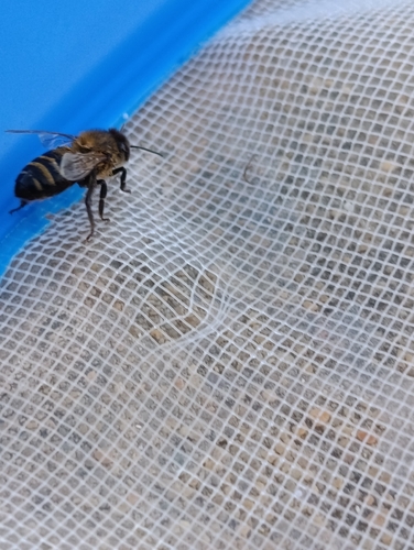 Western Honey Bee