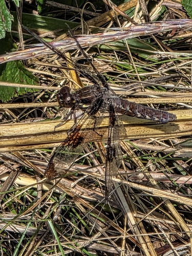 Common Whitetail