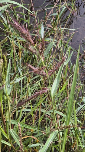 barnyardgrass