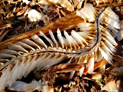 Tabebuia rosea - Leaves