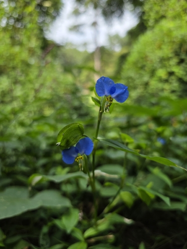 Asiatic dayflower