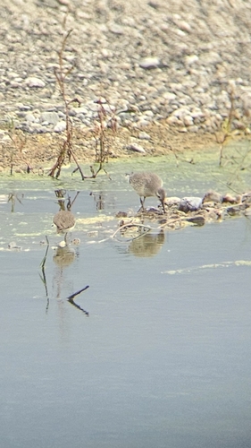 Red Knot