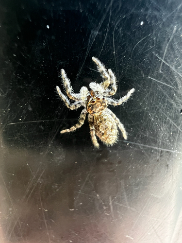 Tan Jumping Spider