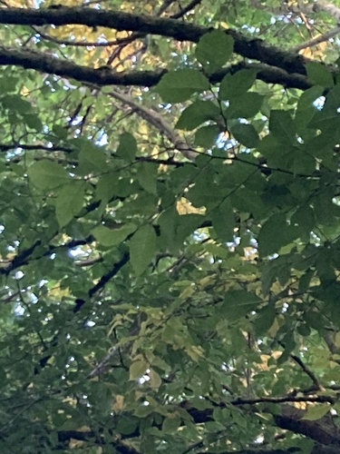 European ash