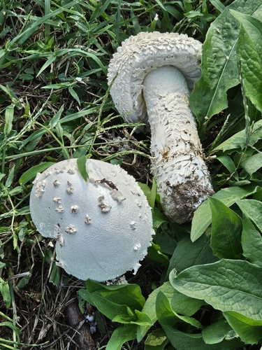 Barefoot Amanita
