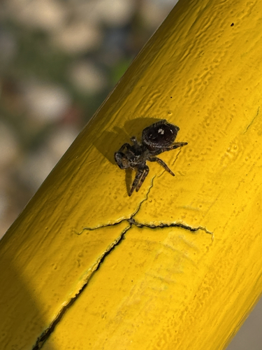 Bold Jumping Spider