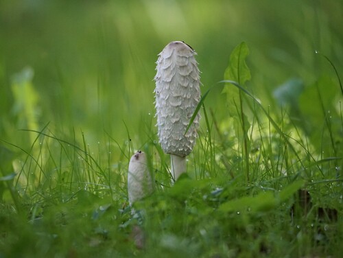 Shaggy Mane
