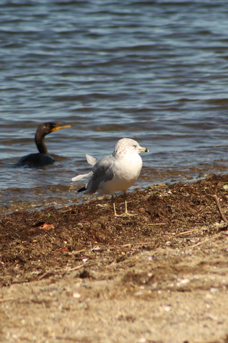 Ring-billed Gull observed by kateinthewildri