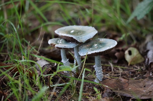 Verdigris Agaric