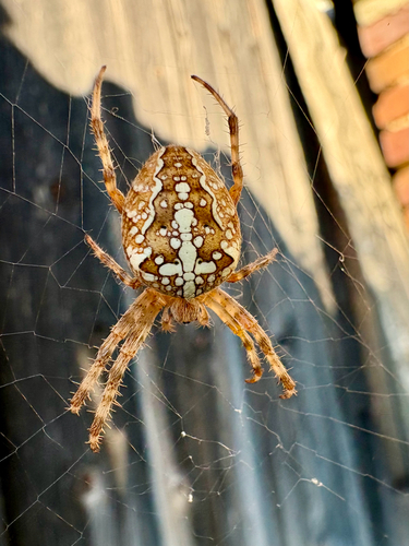 Cross Orbweaver
