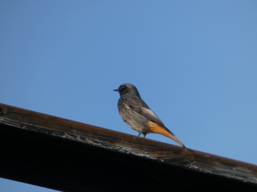 Black Redstart