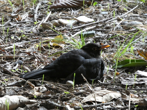 Eurasian Blackbird