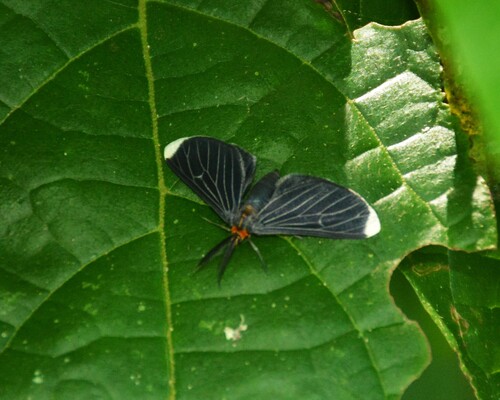 White-tipped Black
