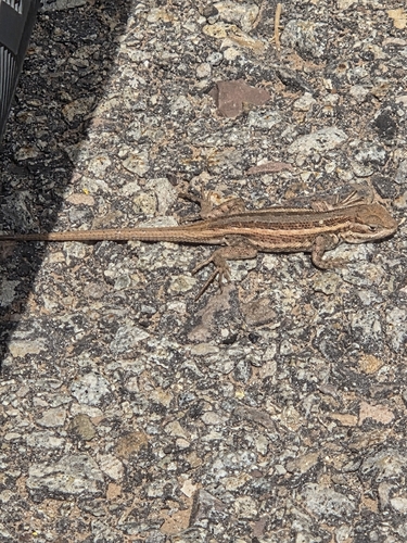 Common Sagebrush Lizard