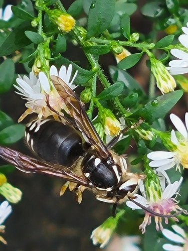Bald-faced Hornet