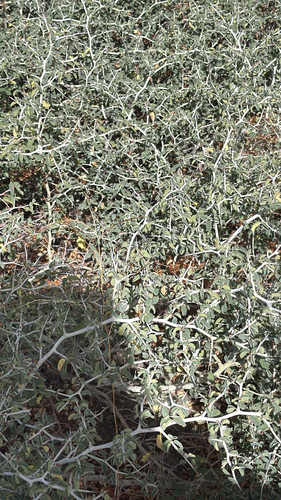 iNaturalist observation photo of mountain whitethorn