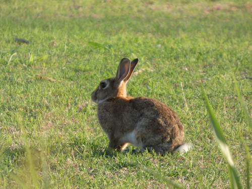 European Rabbit