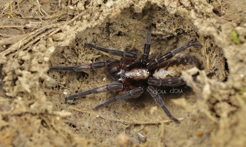 Arctosa recurva