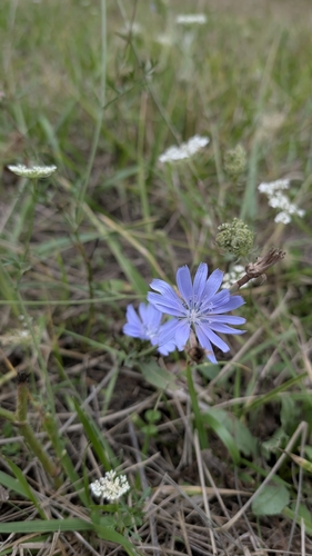 chicory