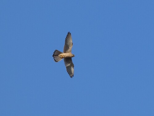 Eurasian Kestrel