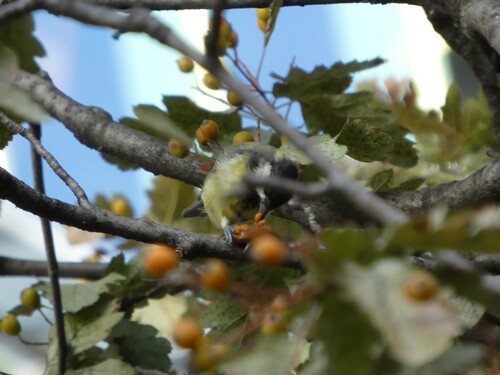 Great Tit