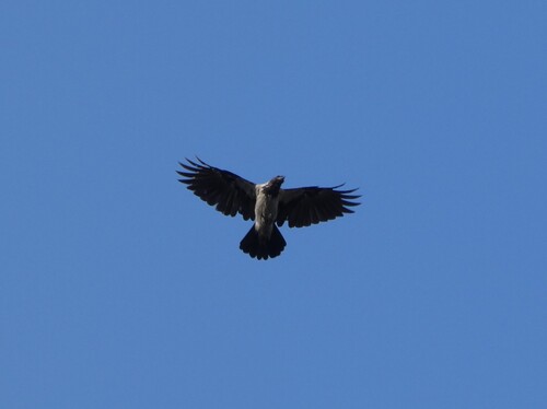 Hooded Crow