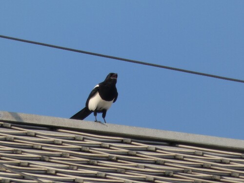Eurasian Magpie