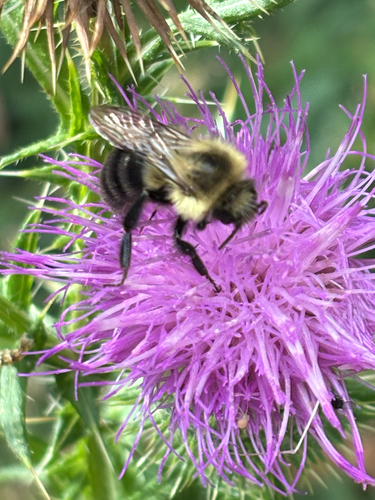 Common Eastern Bumble Bee