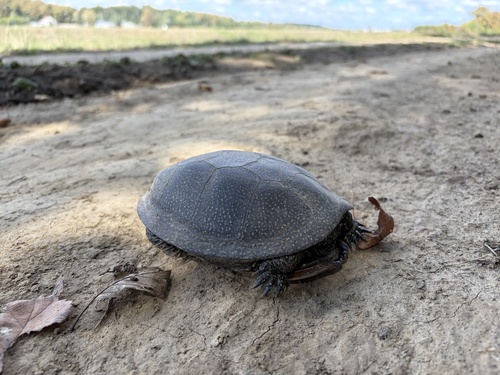 European Pond Turtle