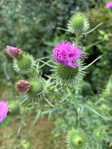 Bull Thistle