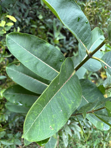 common milkweed