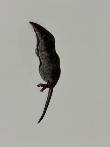 South European White-toothed Shrew
