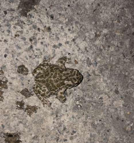 Green Toad