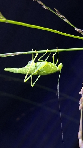 Mediterranean Katydid