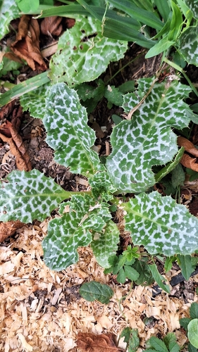 milk thistle