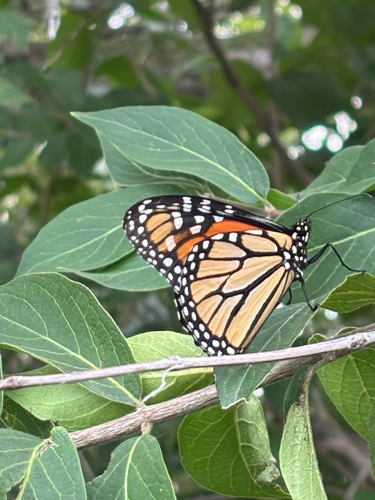Monarch