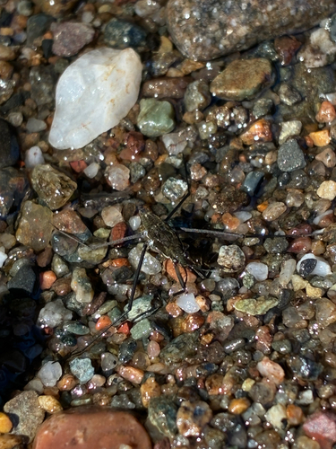 North American Common Water Strider