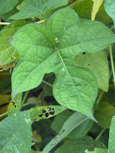 ivy-leaved morning-glory
