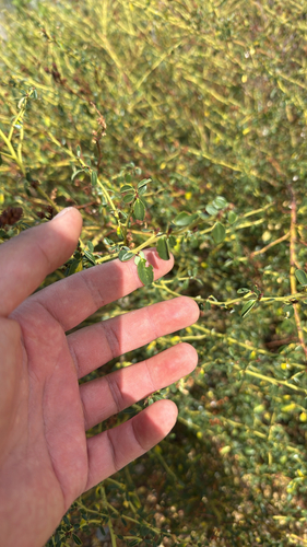 iNaturalist observation photo of Littleleaf Ceanothus