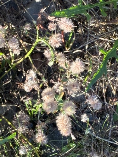 rabbitfoot clover