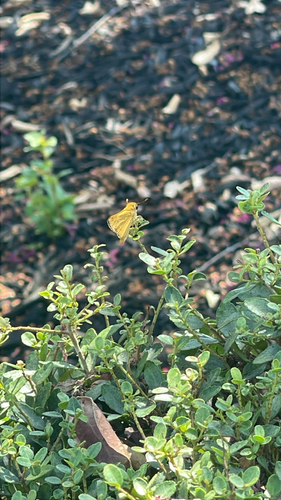 Fiery Skipper