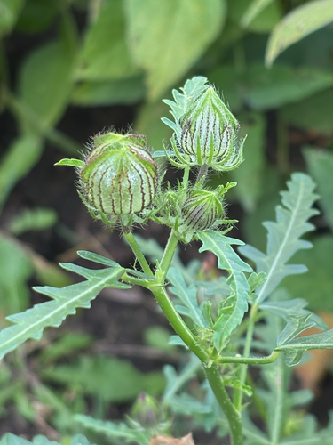flower-of-an-hour
