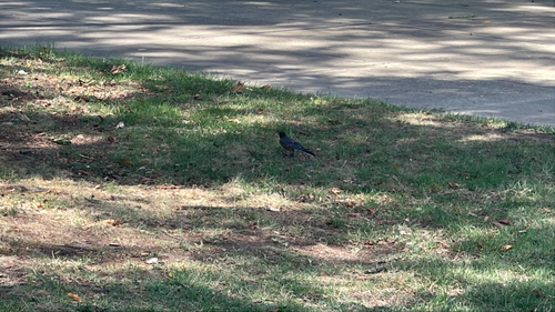 American Robin