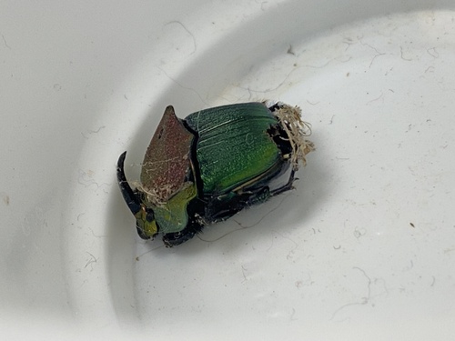 Rainbow Scarab