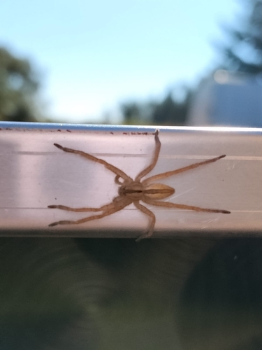 Green Huntsman Spider