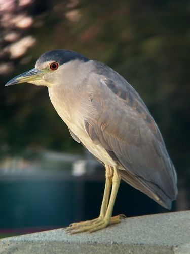 Black-crowned Night Heron