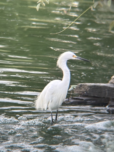 Snowy Egret